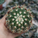 Melocactus broadwayi, 3-4cm
