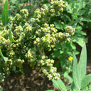 White Quinoa Planting Seeds, 30 Grams ≈ 10000 Seeds
