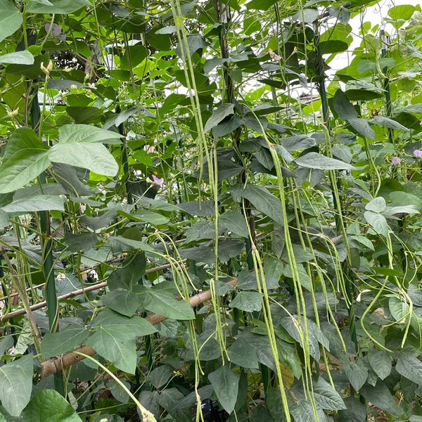 Jiemei Xiabao No. 2 Cowpea Seeds, 20g