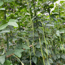 Jiemei Xiabao No. 2 Cowpea Seeds, 20g