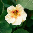 Sunburst' Yellow Nasturtium Seeds, 50 Seeds