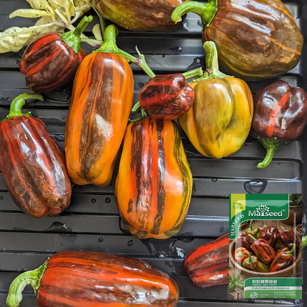 Rainbow Candy Sweet Pepper, 20~30 Seeds