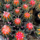 Gymnocalycium stenopleurum 'Artificial Variegated', 6-7cm