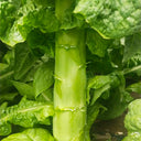 'Bimei' Stem Lettuce Seeds, 10g