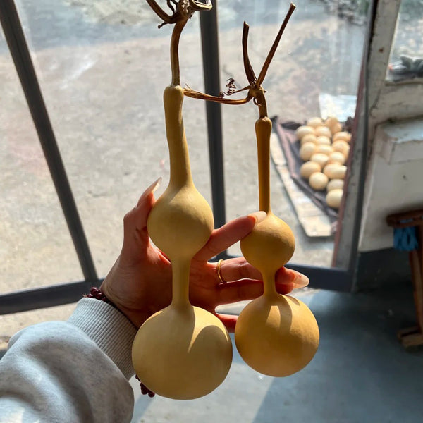 Xiaosan Ting Gourd, 10 Seeds