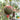 Rainbow No.1 Watermelon, 20 Seeds