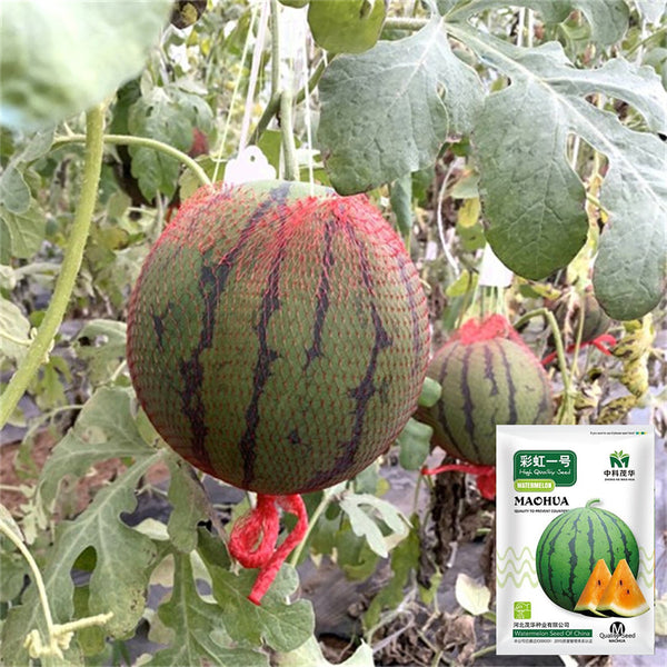 Rainbow No.1 Watermelon, 20 Seeds