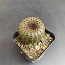 Frailea phaeodisca, 2-3cm