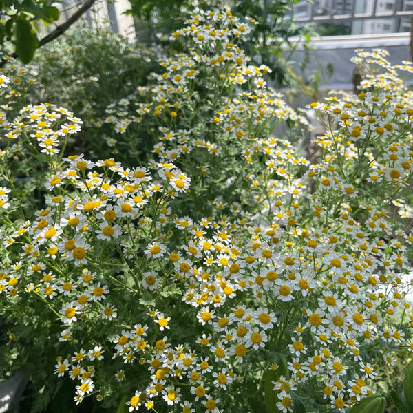 Cut Flower Chamomile, 1g