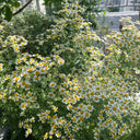Cut Flower Chamomile, 1g