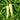 Zhangshugang Chili Pepper Seeds, 30 Seeds