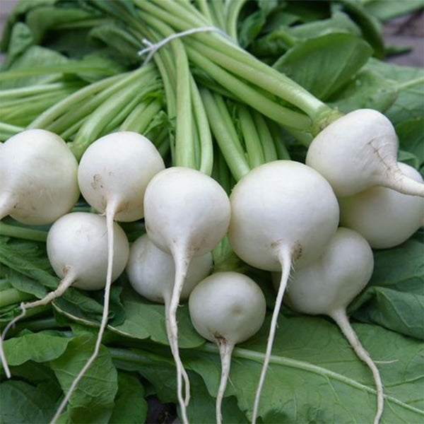 White Cherry Radish Seeds, 10g