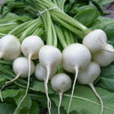 White Cherry Radish Seeds, 10g