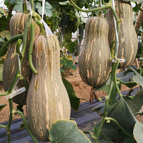 Large-Fruited Miben Pumpkin Seeds, 2g