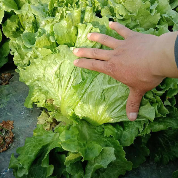 Lvmeng Lettuce Seeds, 30g