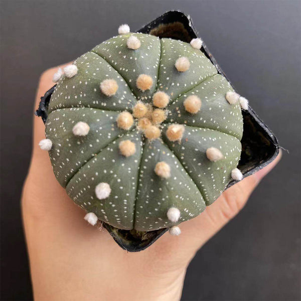 Astrophytum asterias, 3cm
