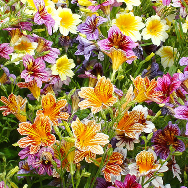 Painted Tongue Seeds, 250 Seeds