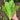 W1360 Green Peacock Lettuce, 5 Grams ≈ 1000 Seeds
