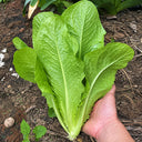 W1360 Green Peacock Lettuce, 5 Grams ≈ 1000 Seeds