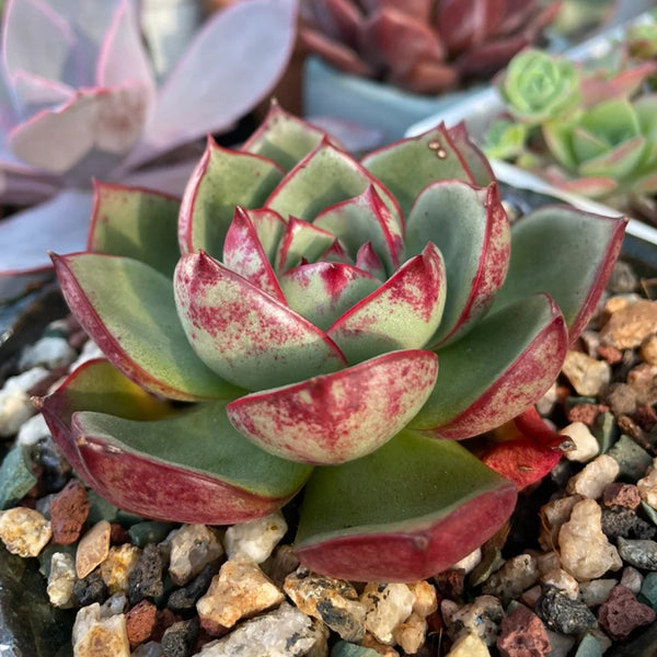 Echeveria cv. 'Bullfighter', 3pcs x 1-head