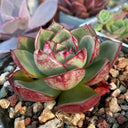 Echeveria cv. 'Bullfighter', 3pcs x 1-head