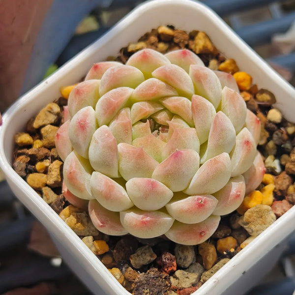 Echeveria 'Peach Pride'‌, 2pcs x 1-head