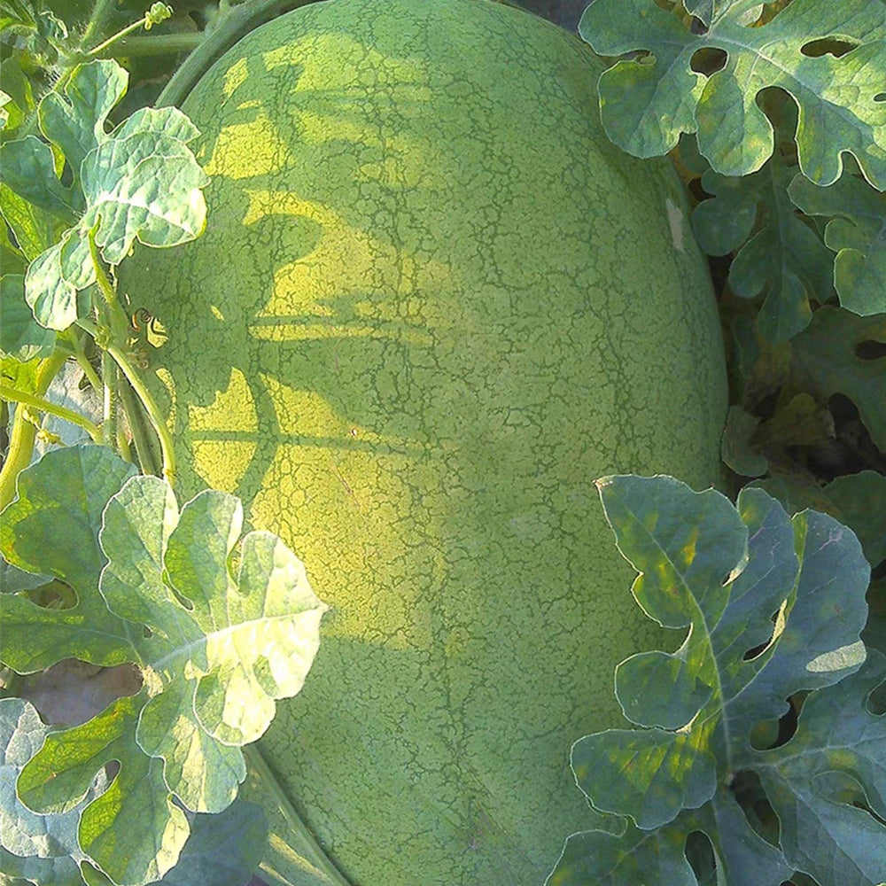 'Green Emperor' Watermelon Seeds