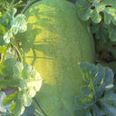 'Green Emperor' Watermelon Seeds