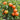 462 Winter Wonder Tomato, 5 Seeds