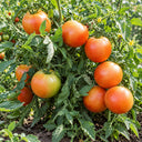 462 Winter Wonder Tomato, 5 Seeds