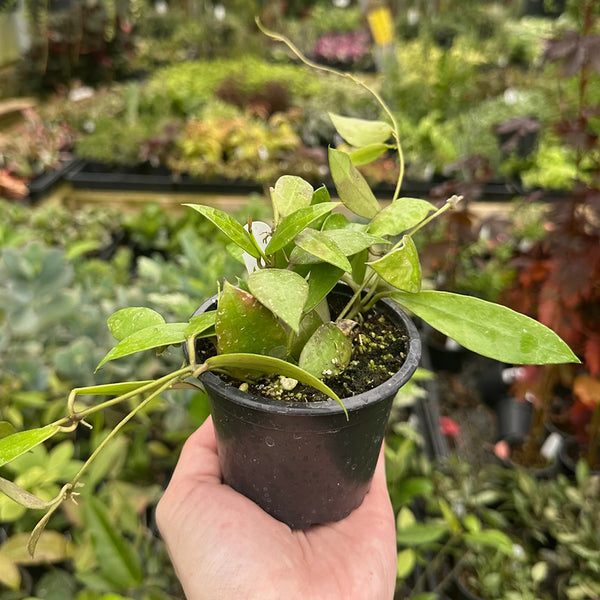 Hoya walliniana, 5 Cuttings