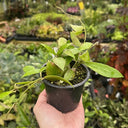 Hoya walliniana, 5 Cuttings