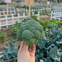 GreenVigour 60 Broccoli Seeds, 1000 Seeds