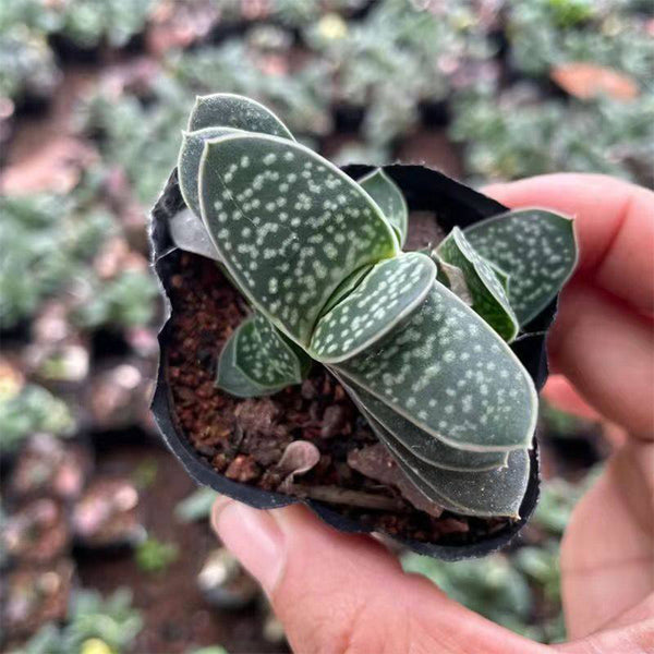 Gasteria minima, 3-4cm
