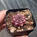 Gymnocalycium mihanovichii 'Day Dream', 2.5cm