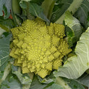 Dutch White Pagoda Cauliflower, 10 Seeds