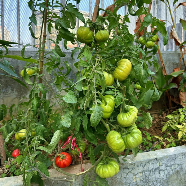 Horseshoe Large Tomato Seeds