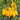 393 Golden Rain Tomato, 5 Seeds