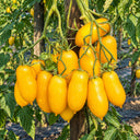 393 Golden Rain Tomato, 5 Seeds