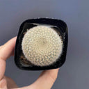 Parodia haselbergii, 3-4cm