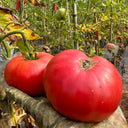 Red Brandywine Beefsteak Tomato, 10 Seeds