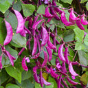 Purple Hyacinth Bean Seeds, 5g Per Bag