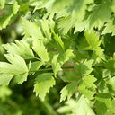 Garden Lovage, 100 Seeds