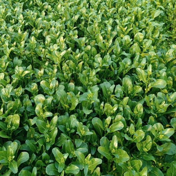 Ningxia Fiberless 110-day Choy Sum Seeds, 20g