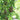 Honey Aroma Mini Pumpkin, 5 Seeds