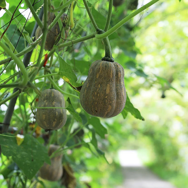 Honey Aroma Mini Pumpkin, 5 Seeds