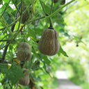 Honey Aroma Mini Pumpkin, 5 Seeds