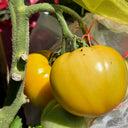 'Yellow Beauty' Beefsteak Tomato, 10 Seeds