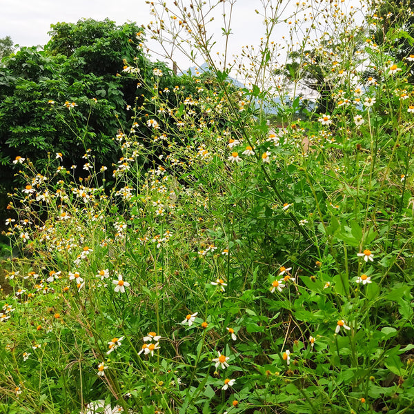 White-Flower Sandbur Seeds, 200 Seeds