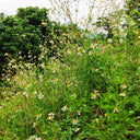 White-Flower Sandbur Seeds, 200 Seeds